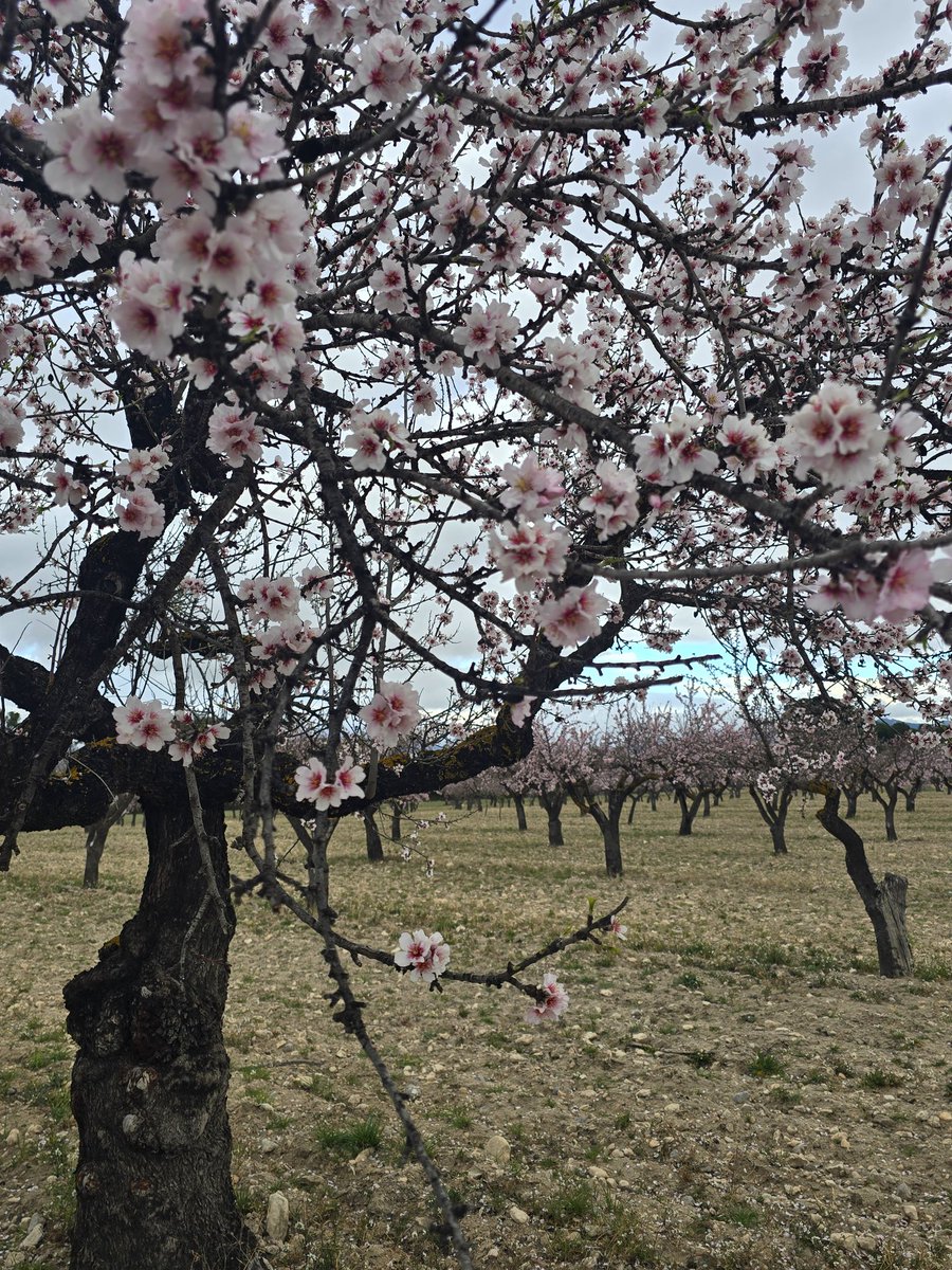 samuel_biener's tweet image. Hoy hemos visto poco el sol ☁️ andando por la zona del Sit y Xorret de Catí, entre los términos de #Petrer y #Castalla. El viento ha soplado con algunas rachas intensas y teníamos algunas llovizna puntuales.

Los almendros están vestidos de gala estos días ❤️❤️.