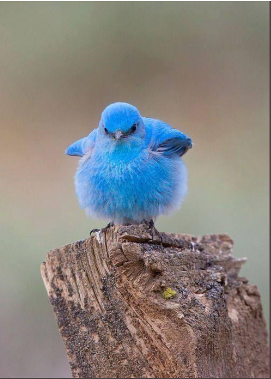 Ich freue mich und bin stolz auf die vielen Wähler der AfD, egal, ob Volksdeutsche oder Migranten. Sie haben bewiesen, dass deutsche Bürger
1. Demokraten sind,
2. sich von den linken, verlogenen Propagandisten nicht als Schafe behandeln lassen.