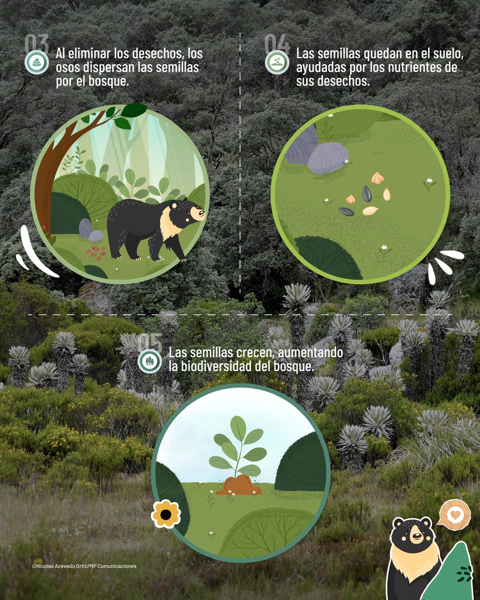 Hoy reconocemos el rol de los osos en la naturaleza.🐻🌿

Con su presencia, los ecosistemas se mantienen equilibrados y saludables. 🌳🍃

¡Protejamos a los osos para proteger nuestro entorno! 🌍 

#EsperanzaParaLaNaturaleza #Biodiversidad #Ecosistemas