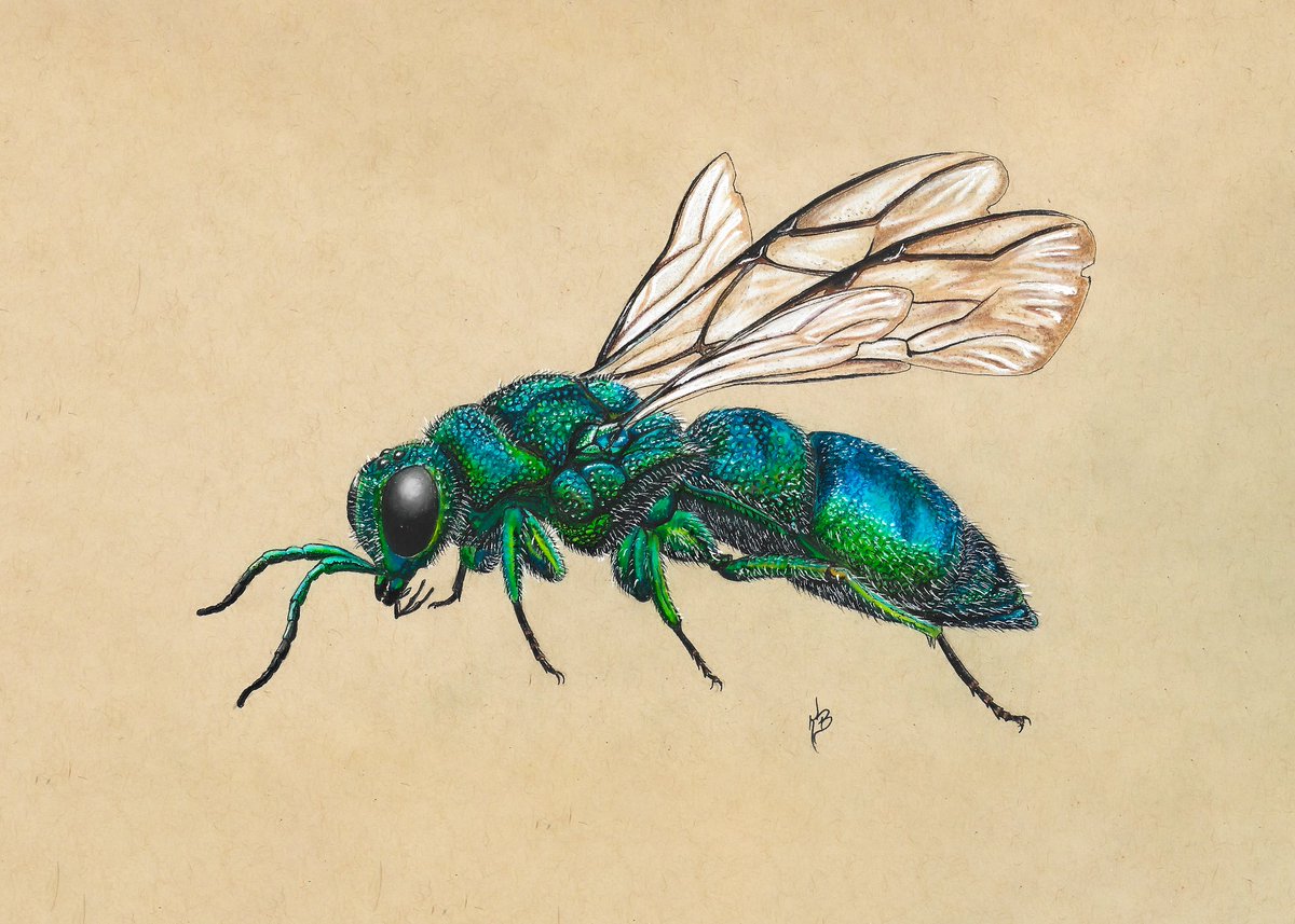 Cuckoo Wasp art! 

I drew this using colored pencil and ink. It was challenging getting the textures and colors down, but I'm happy with it! I used one of my photos as a reference, where I managed to capture the brief moment with its wings raised up in this position.

#cuckoowasp