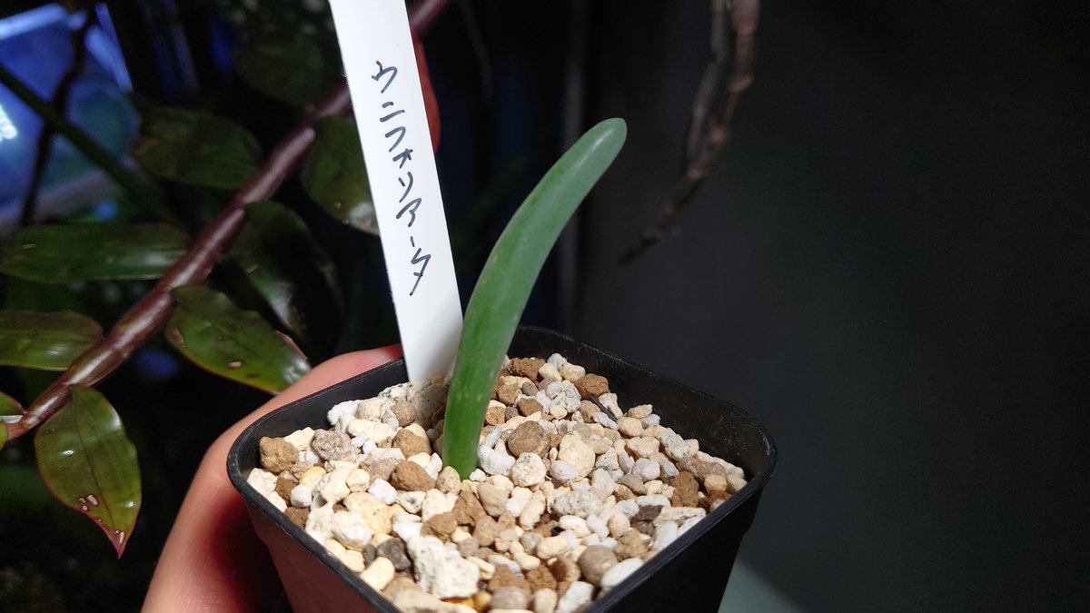 5296W20's tweet photo. 園芸店で水切られてシワシワで40％オフだったけど
植え替えて水しっかりやったらパンパンになったぜ
※後半2枚が植え替え直後

#アルブカウニフォリアータ https://t.co/p1td0JUdug