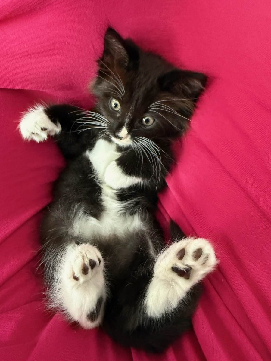 verycooltiger tweet media