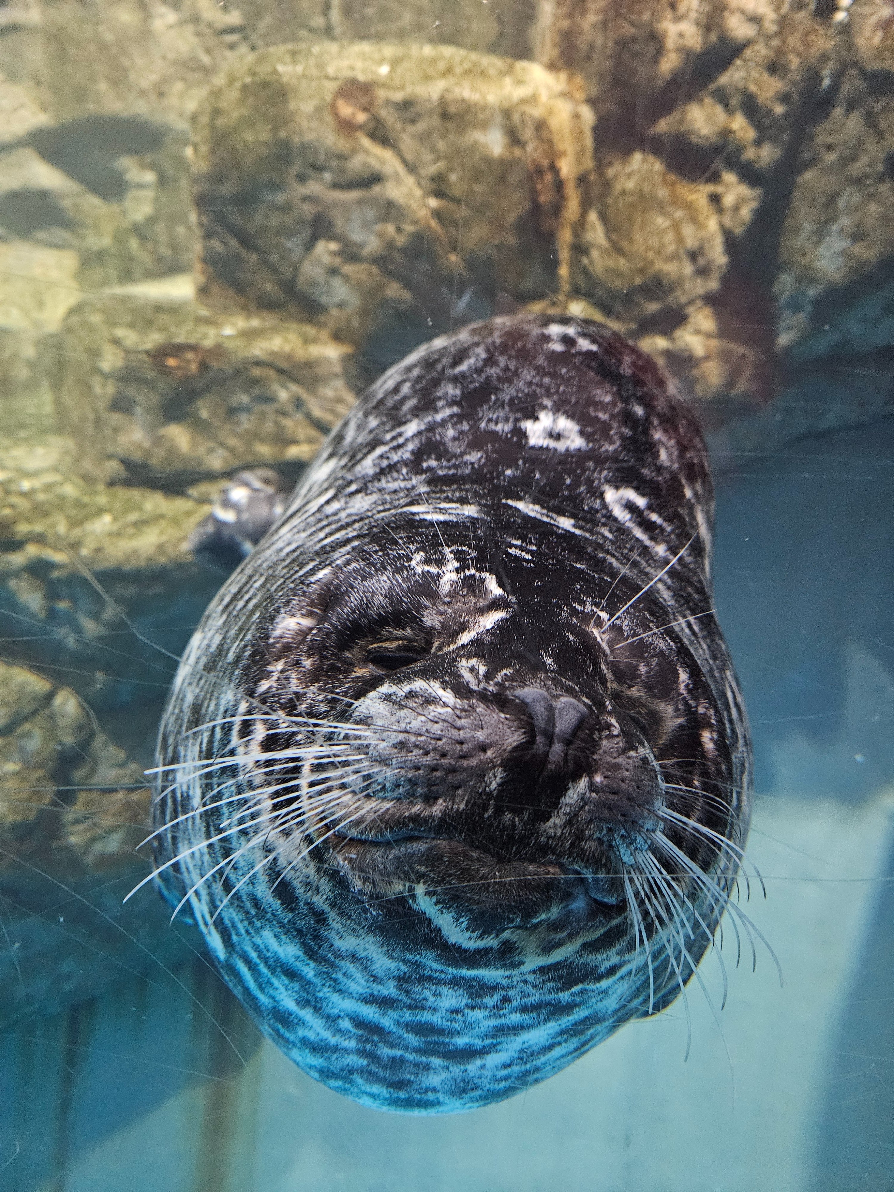 青森県営浅虫水族館【公式】 on X: 