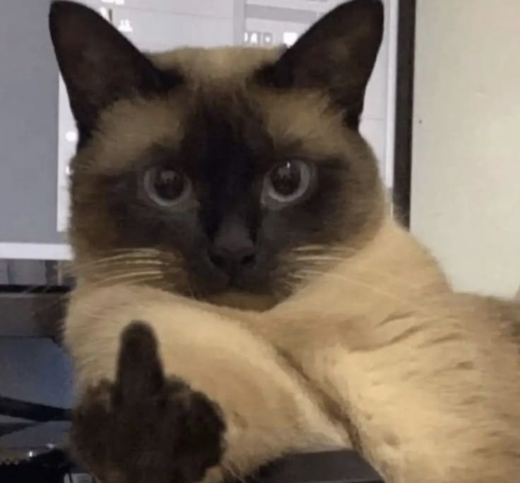 Posts Of Cats (@postsofcats) on Twitter photo 