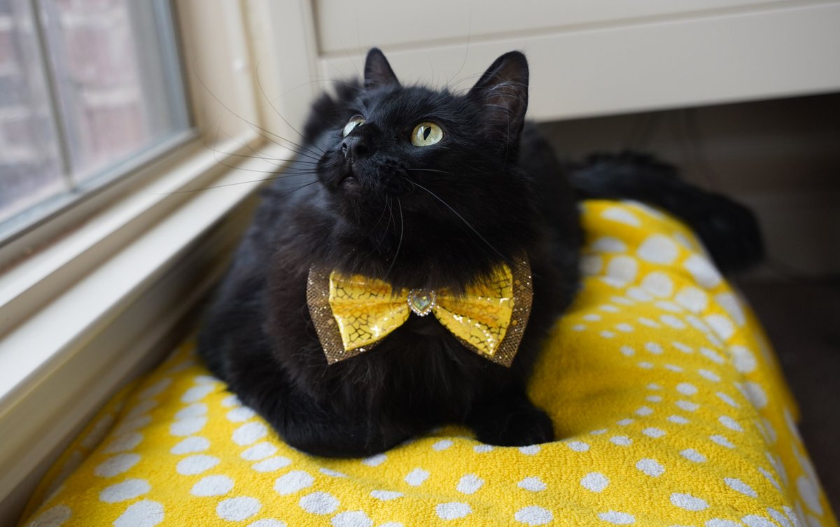 ZolderTheCat's tweet image. Is that spring I see coming around the corner?
#SundayVibes #waitingforspring #cats #WeekendVibes