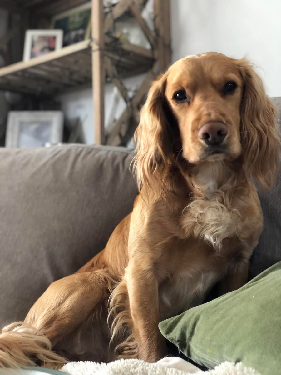 Missing Pets GB tweet media