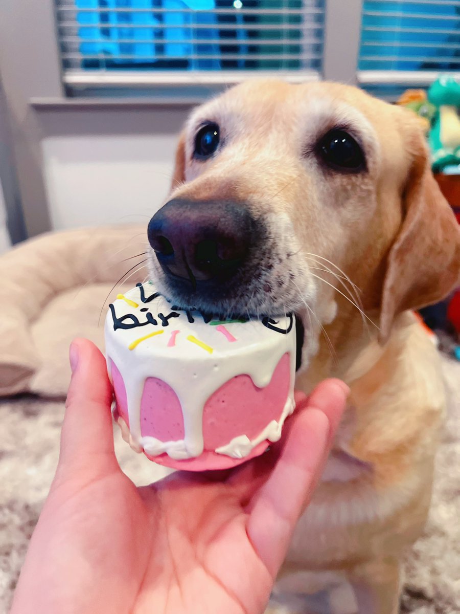 Noodle the Pup tweet media