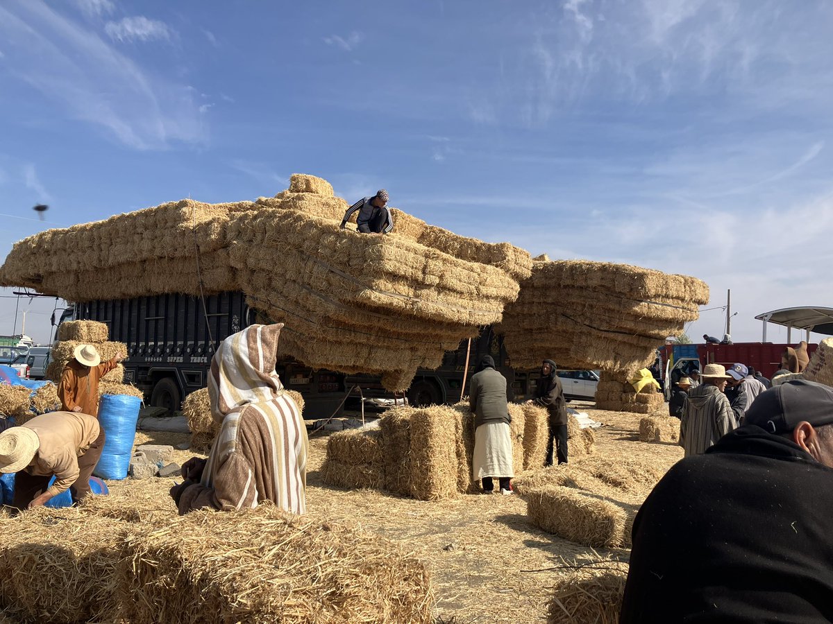 Le transport de paille version Marocain! Quel art 🤩!