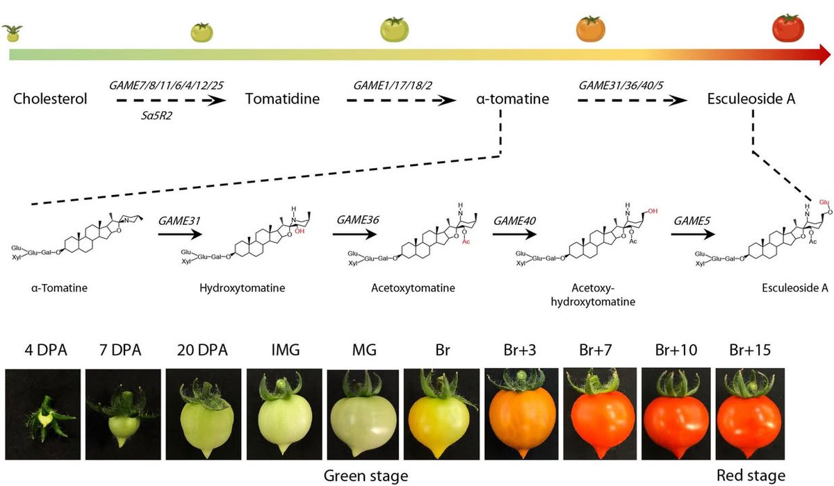 Science Magazine (@sciencemagazine) on Twitter photo Tomatoes lose their bitterness and toxicity as they ripen thanks to DNA demethylation, the hormone ethylene, and key transcription factors, finds a new <a href="/ScienceAdvances/">Science Advances</a> study. scim.ag/3EOMHQ4 Tomatoes lose their bitterness and toxicity as they ripen thanks to DNA demethylation, the hormone ethylene, and key transcription factors, finds a new <a href="/ScienceAdvances/">Science Advances</a> study. scim.ag/3EOMHQ4