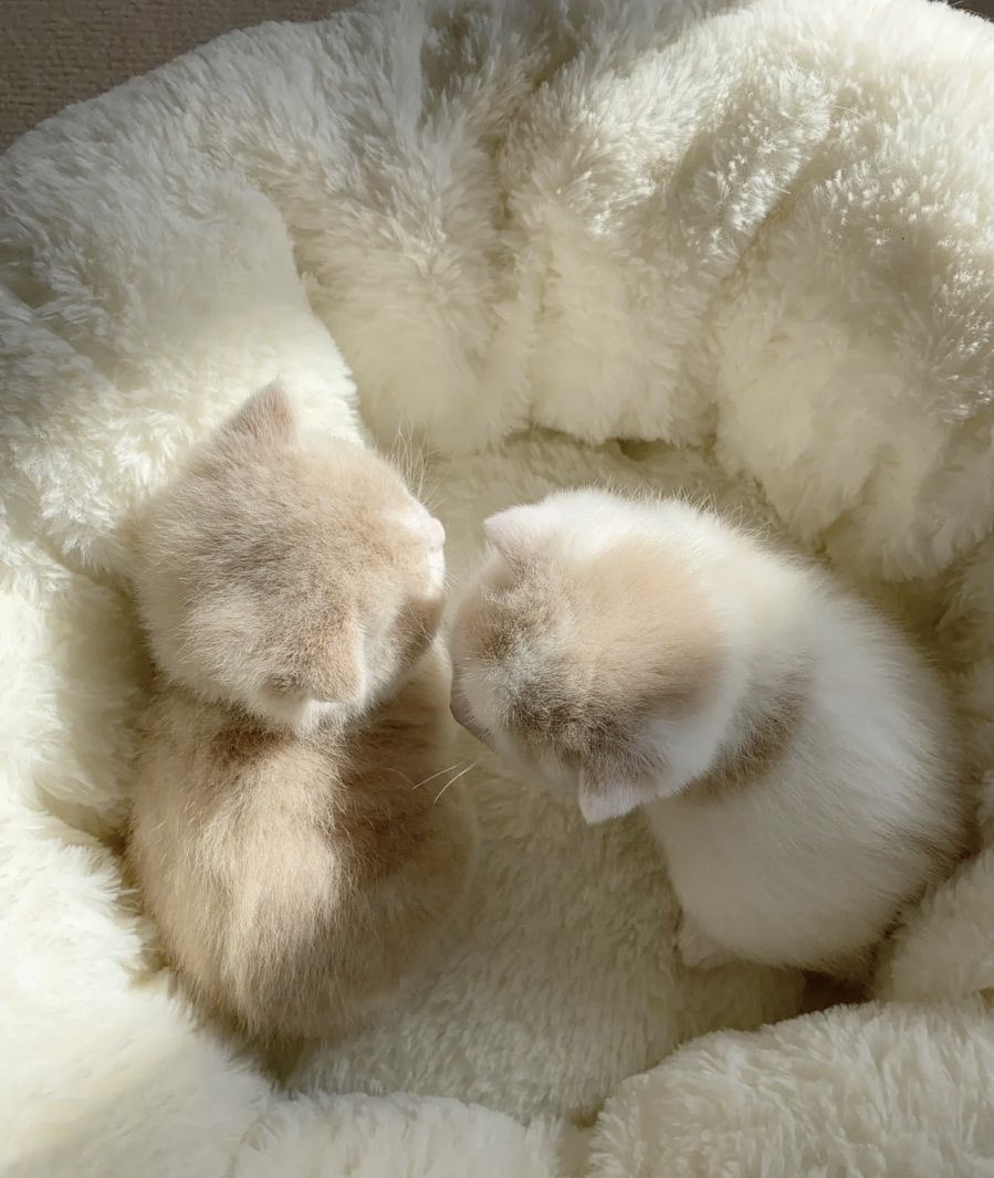 cutedreamvibes's tweet image. 