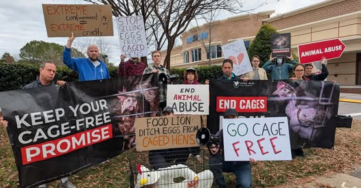 The grocery chain <a href="/FoodLion/">Food Lion</a> lied to its customers, saying that it would stop its suppliers' practice of confining mother pigs and hens used for eggs in cages so small the animals can barely move. We'll keep protesting until the company does the right thing.