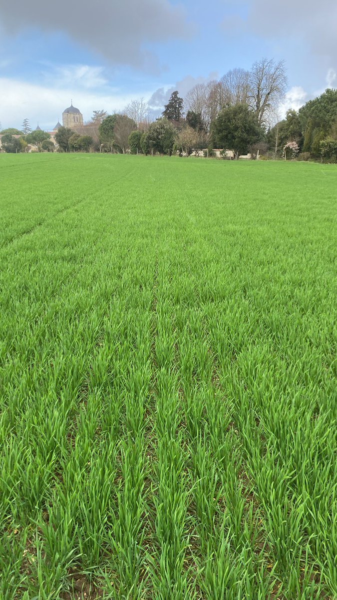 Impressionnant la croissance des blés cette semaine épi 1 cm n’est pas loin. Intensity, su pulsion, prestance semis 1ere semaine de novembre