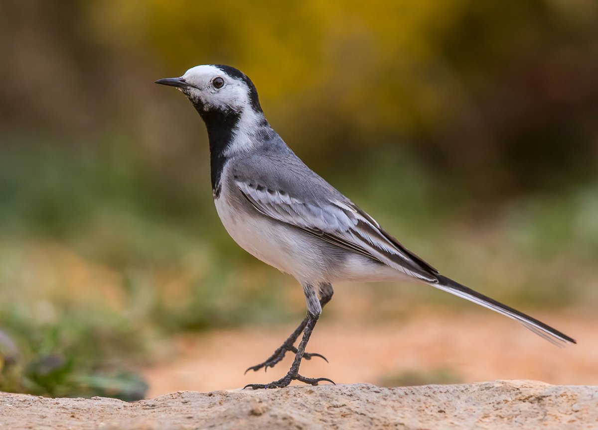 White Wagtail...nose down for an eye level shot, now to get back up !