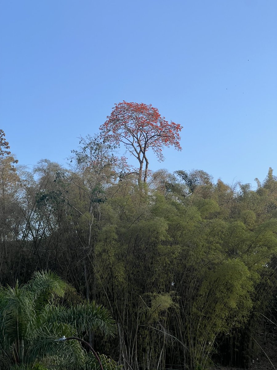 Este árbol florecido y asomado a lo lejos. La vista en estos predios de El Hatillo 💕