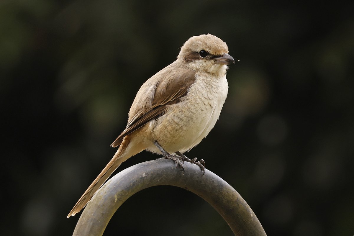 Dominic Mitchell tweet media