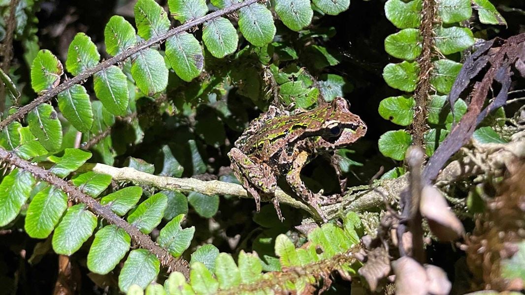 Frogs impacted by predators, climate change.

The latest report on New Zealand amphibians' conservation status confirms higher numbers of Archey's frogs than previously known, although they're still at risk of extinction.

Read on: bit.ly/3CUuOPo