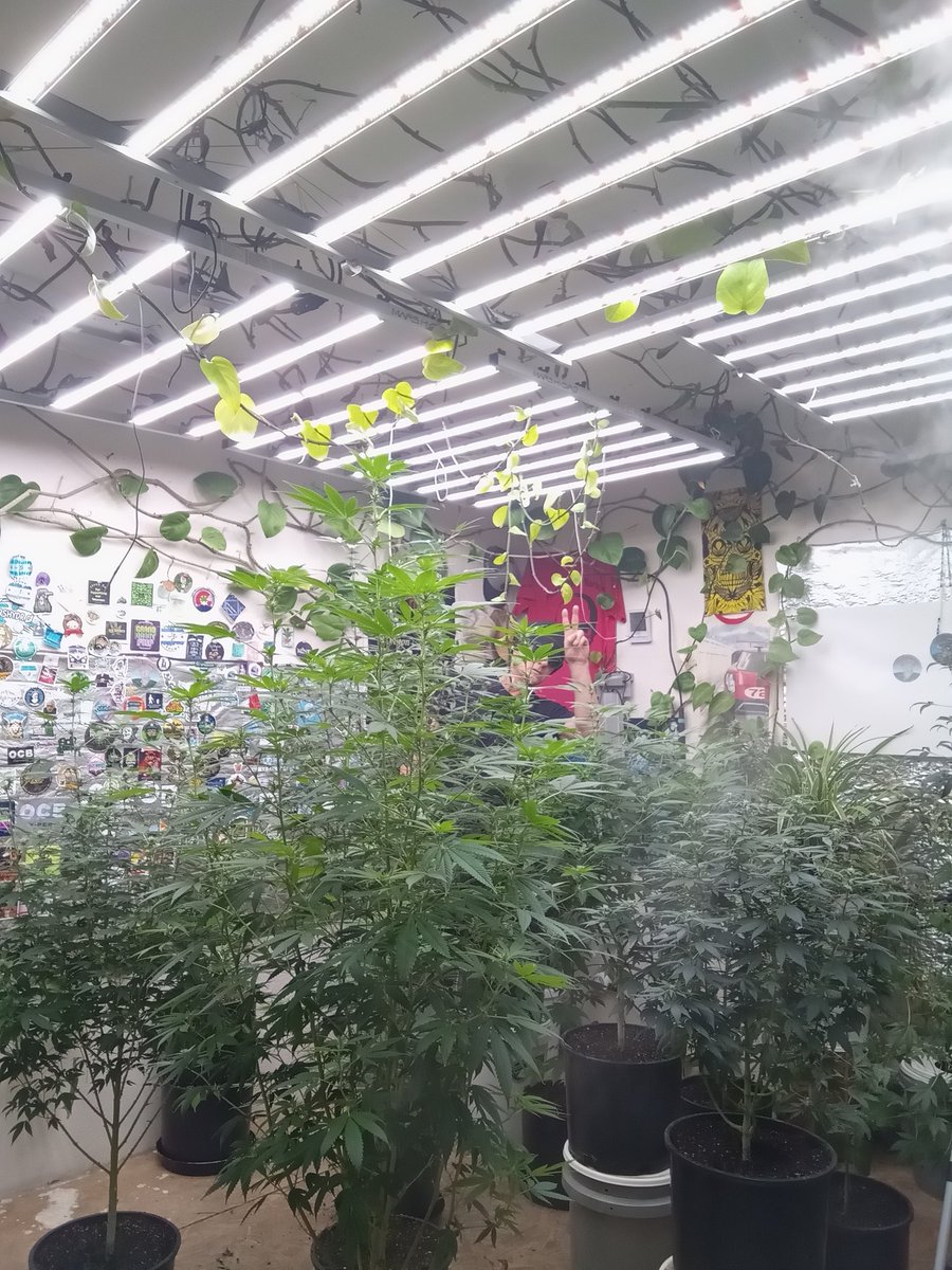 Beckenhauer1's tweet photo. Plants are Getting Happy in this Room https://t.co/1p7Jff6vuq