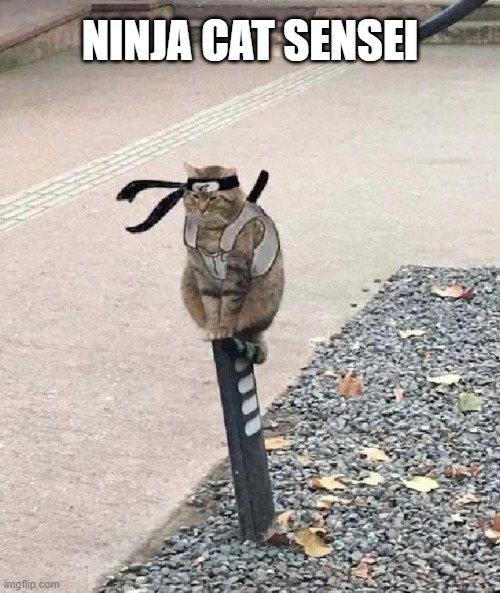 wiseguy_ocb's tweet photo. @supersisi soba trained mum well #teamsoba https://t.co/85OEAgyQEp