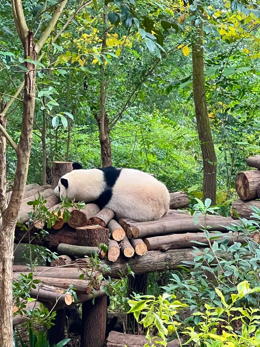 HaoFan46300's tweet image. Visit the Chengdu 🐼 Panda Base 🐼 to see Hua Hua!~~

#Chengdu #PandaBase #HuaHua #Pandas #China #Travel #Nature #Adorable #Wildlife #VisitingChengdu