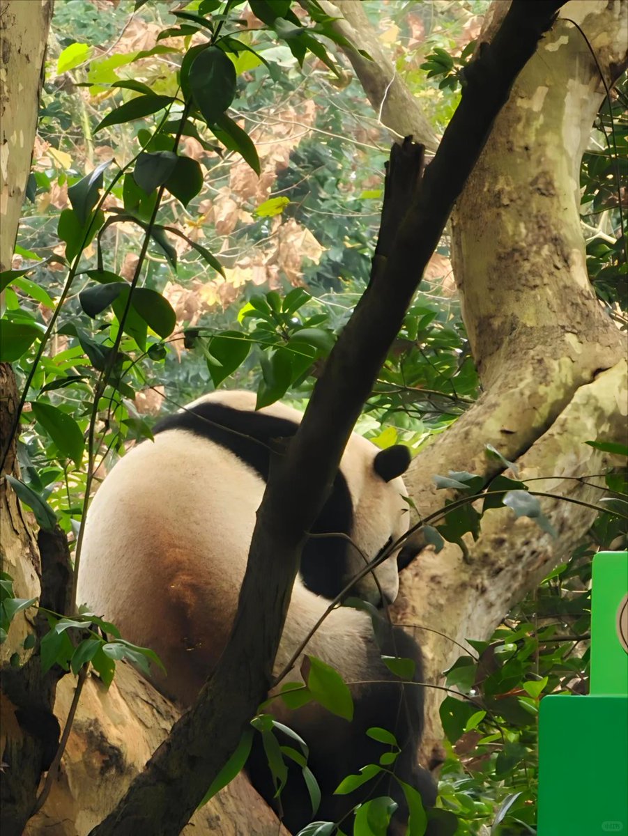 HaoFan46300's tweet image. Visit the Chengdu 🐼 Panda Base 🐼 to see Hua Hua!~~

#Chengdu #PandaBase #HuaHua #Pandas #China #Travel #Nature #Adorable #Wildlife #VisitingChengdu