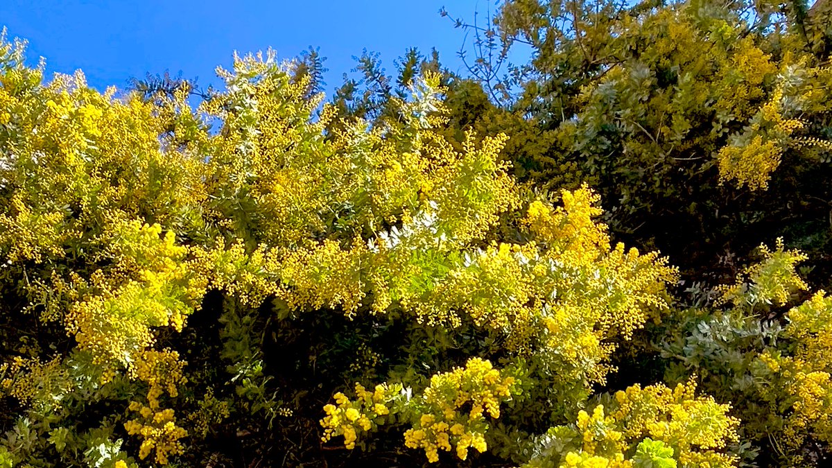 春を告げる花🌼ミモザ🌼
都内のビルの谷間でみつけました👀✨