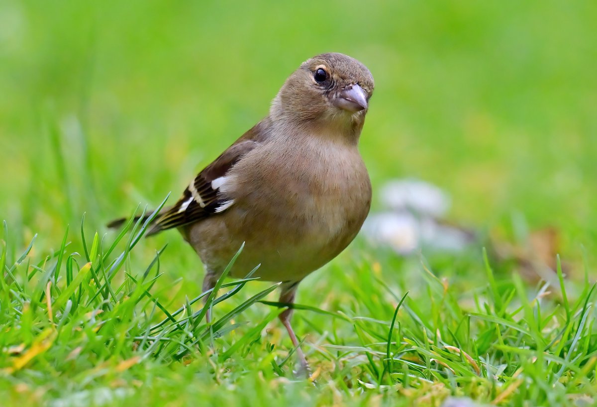 Female Chaffinch on my lawn. 😊
 Taken last week through my cat-flap. 🐦