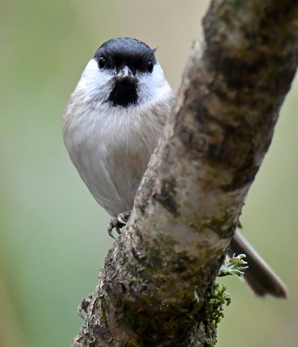 I think this Marsh Tit has clocked me... 😁
 Taken recently at Swell Wood in Somerset. 🐦