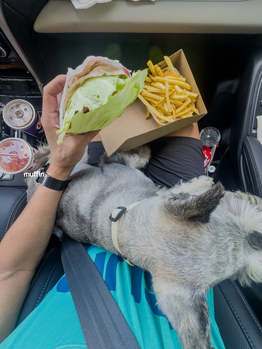 muffinjai's tweet photo. Sunday road trip means sometimes we eat inside the car! π Iβve been told that I am very good at this, I heard most #Schnauzers, or dogs in general, will be all over the fries and burger at this point. π@innout
π #SanFrancisco #SanFranciscoDogs #DogsOfSanFrancisco #SFDogs https://t.co/2d4D40wa9h