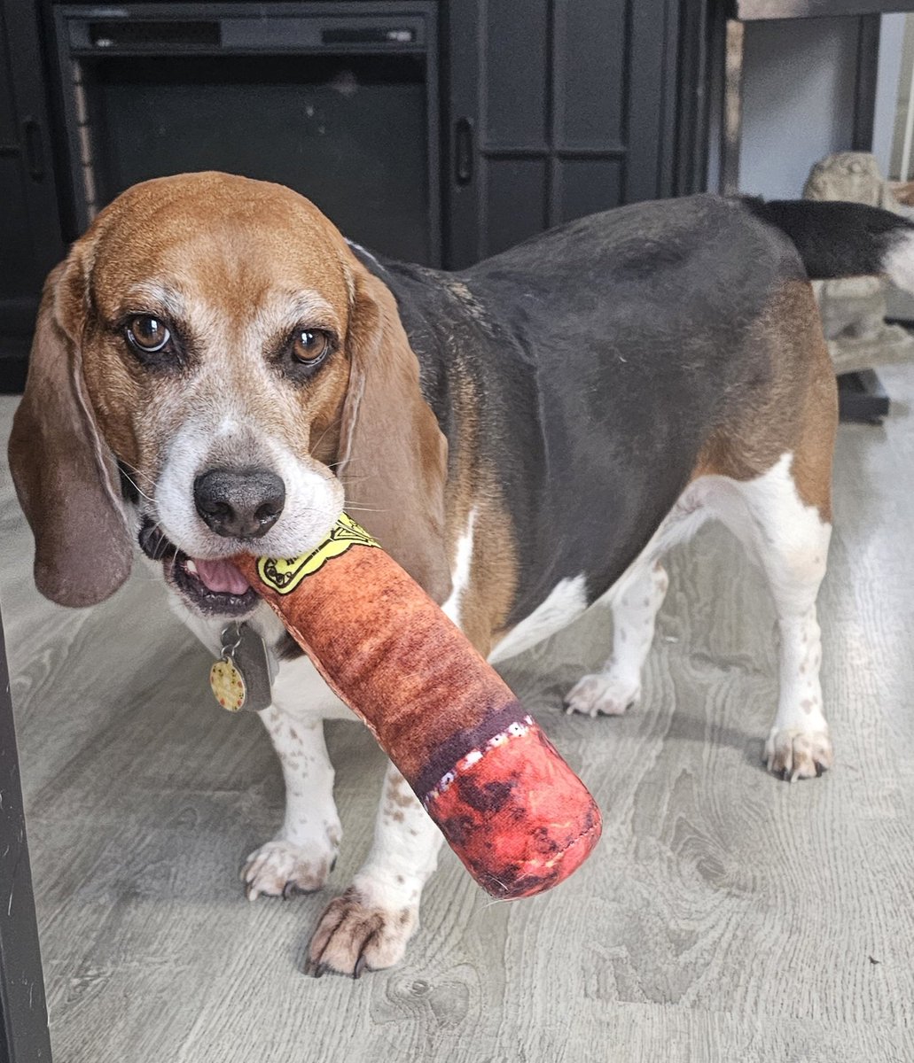 Sunday's are for smokin'! Only the best Cuban squeaky cigars go in this mouth...and food...can't forget all the food I put in there too! #StayHangry 
#HangryBeagle #Smoking #SundayMood #Beagle