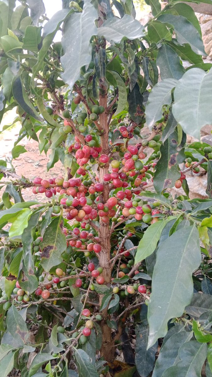 #السنام
تجربة لزراعة نوع من أنواع البن 
 (القزمي) لايزيد الطول عن متر 
حبات البن يكون حجمها كبير 
كثيف الاوراق يحتاج الي كمية ماء أكثر من غيره من أنواع البن 
ونعمل علي اختبار الجوده