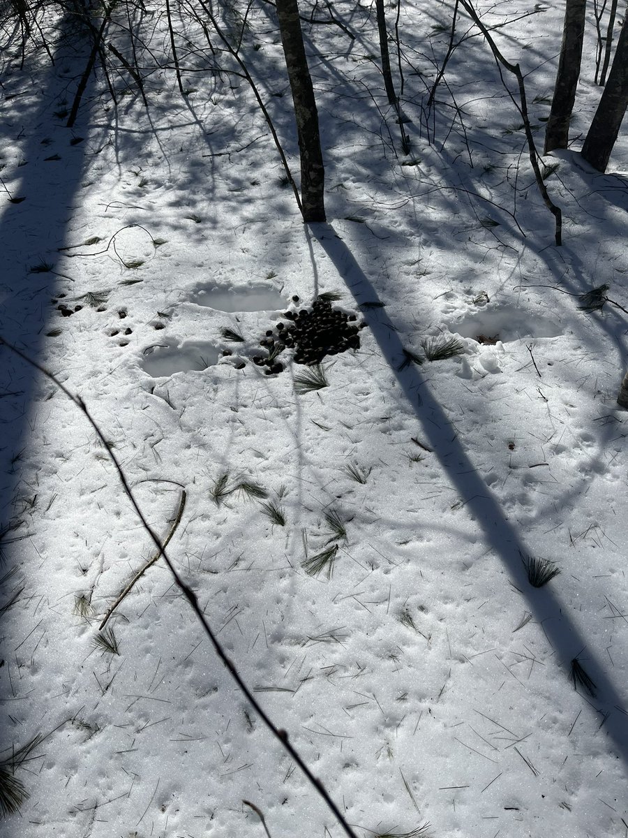 ToadYem's tweet image. Moose bed and scat