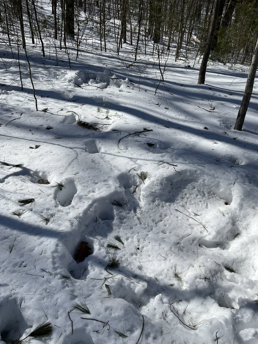 ToadYem's tweet image. Moose bed and scat