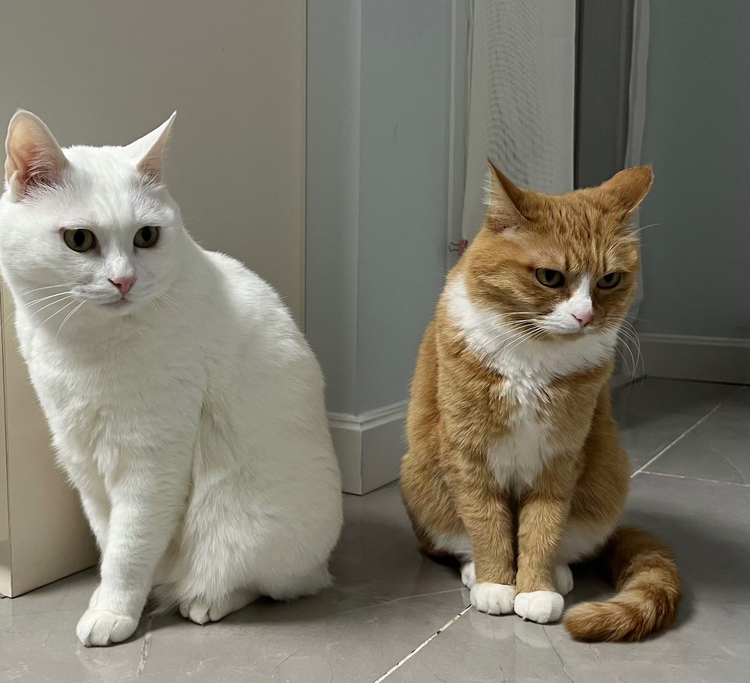 ヴォイス 猫にやさしいトリーツ 下部尿路ケア 20g : ペットゴー