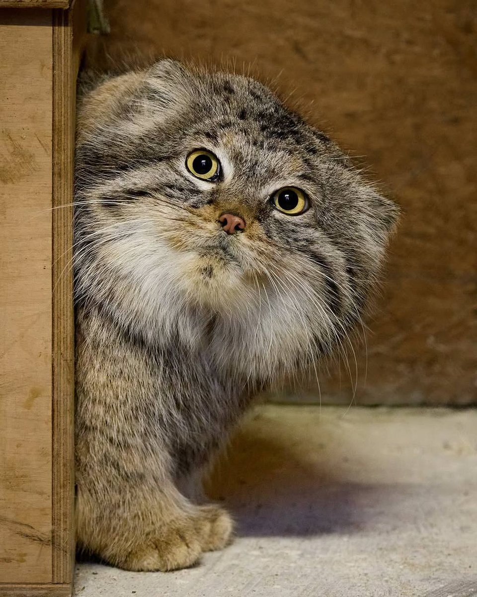 Daily Manul tweet media