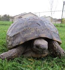 StephenClarkeNZ's tweet image. On this Purple Poppy Day 💜 for animals in war has anyone heard of or seen Torty the Tortoise 🐢 recently — our last living link with the First World War? #PurplePoppyDay #StuartLittle #Tortoise #FWW #WW1 nzherald.co.nz/hawkes-bay-tod…