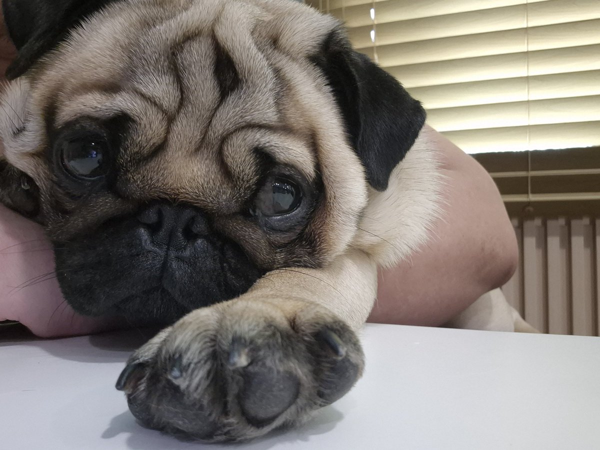 binigneer's tweet photo. Bro let me get shit done so i can pay the vet😫 https://t.co/CHWLyp35A7