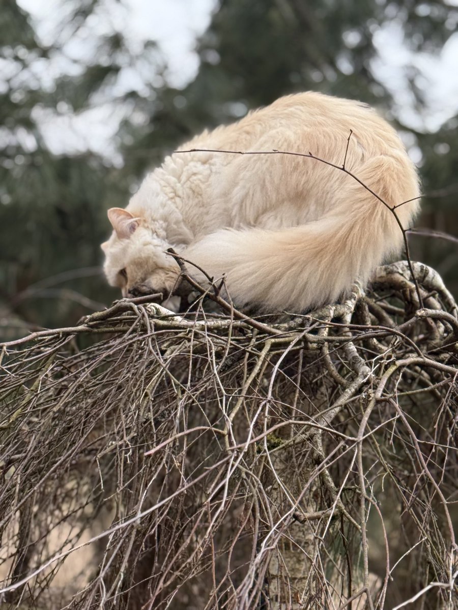 Simbaandbuddies's tweet photo. Simba aims high ๐๐ผโโ๏ธ๐๐พ
#CatsofTwitter #CatsOfX #Katzen #Cat #CatMoment #Gato #FluffyCat #CatTime #simba #CuriousCat #Simba #CuteCat #CatLover https://t.co/OuRNUwjQCU