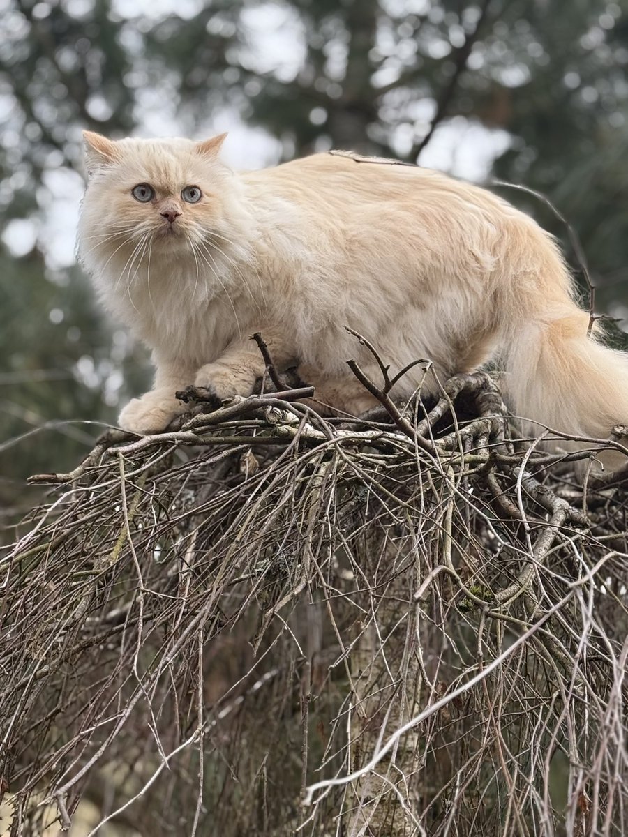 Simbaandbuddies's tweet photo. Simba aims high ๐๐ผโโ๏ธ๐๐พ
#CatsofTwitter #CatsOfX #Katzen #Cat #CatMoment #Gato #FluffyCat #CatTime #simba #CuriousCat #Simba #CuteCat #CatLover https://t.co/OuRNUwjQCU