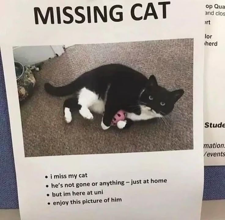 Posts Of Cats tweet media