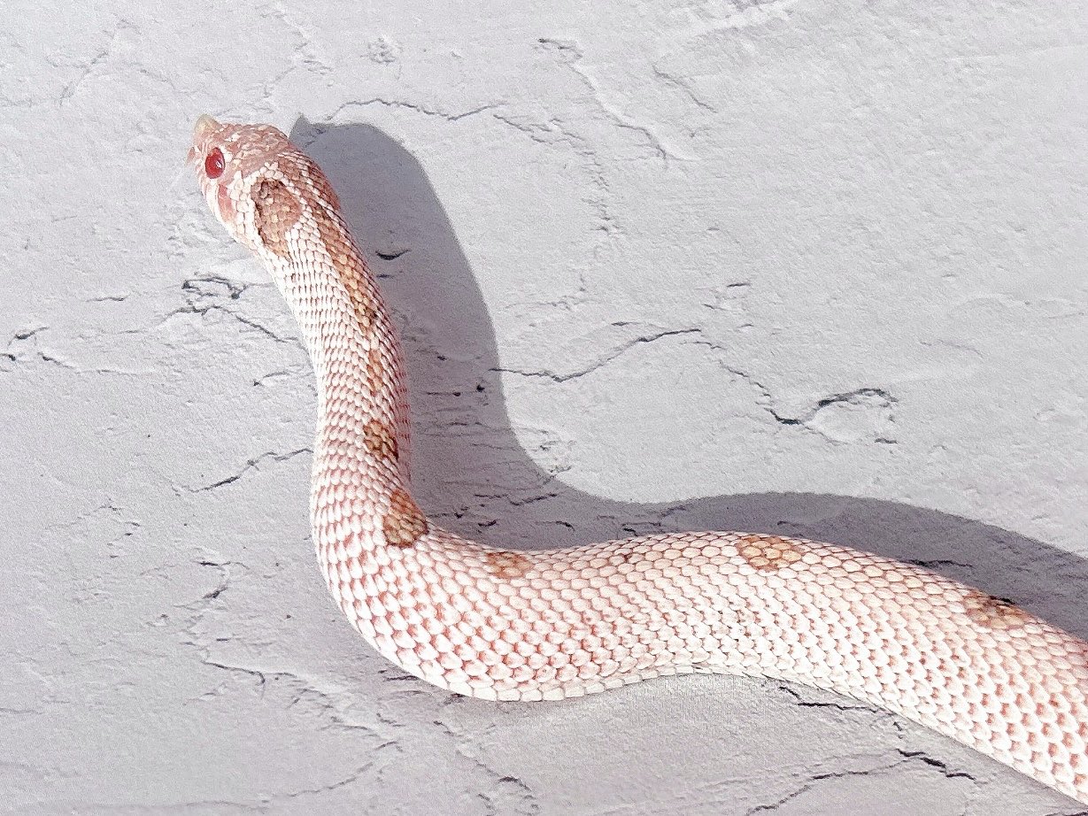 能面 蝉丸(せみまる) 蟬丸 (@s2semimaru) / X