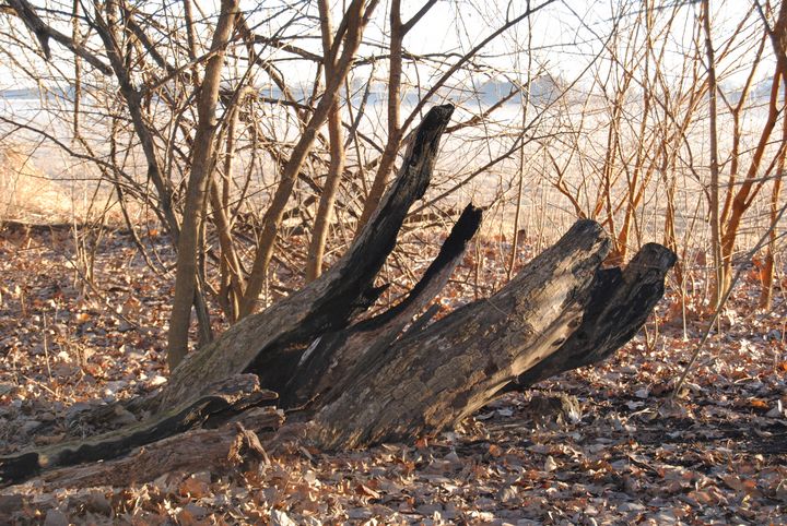 Art of the Day: "Lonely Stump". Buy at: ArtPal.com/rogergarza2014…