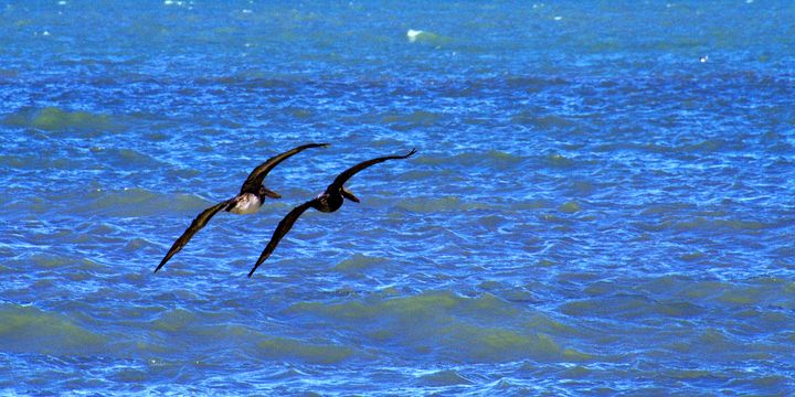 BlockFineArt's tweet photo. Art of the Day: "Brown Pelicans in Flight". Buy at: https://t.co/ZQIvKlpuI5 https://t.co/n4tj03UjPu