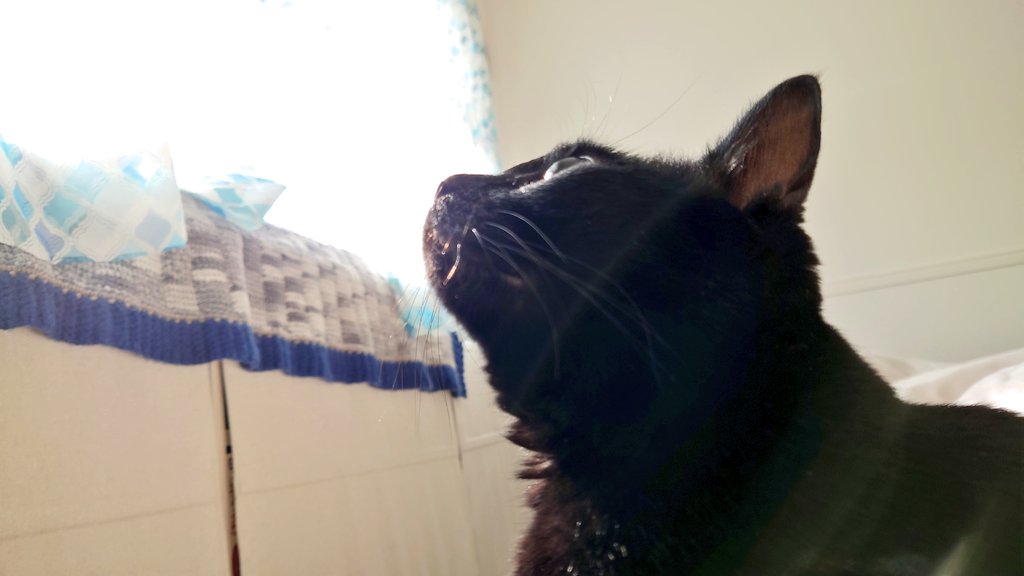 加湿器の蒸気を凝視する猫