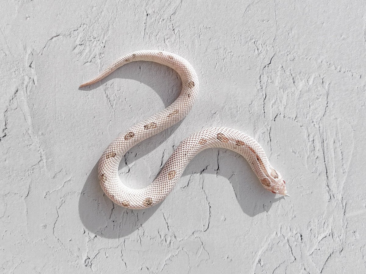 s2newclassic's tweet image. 昨年ハッチしたBubs Daddy（Super Arctic  Albino Conda）が脱皮して、とても綺麗になりました✨
こちらの個体はParadoxのためブロッチに黒が混ざっておりますが、通常は薄ピンクのみの体色になります。

前回は卵が２つしか残らなかったので、今年はたくさんハッチしてくれる事を願うばかりです🫥