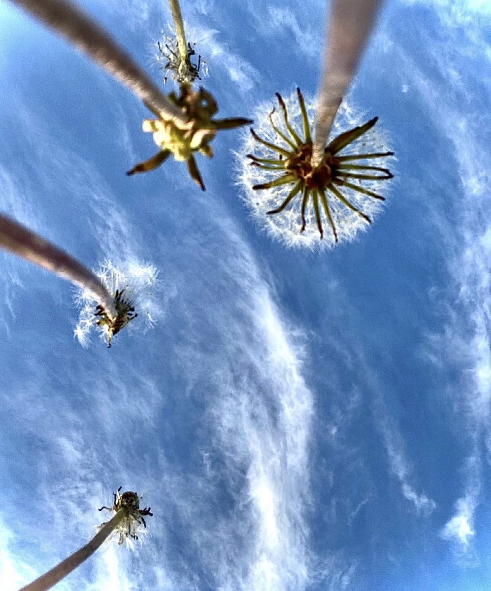 ChristinaKottm2's tweet image. Make a wish!! 

#Dandelions #WaitingForSummer #Seasons #NaturePhotography #Nature_Lover #NaturePerfection #NatureBrilliance #HobbyPhotographer