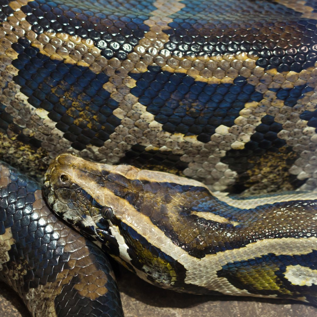 It's National Invasive Species Awareness Week (NISAW) in the United States! At Wildlife Drones, we're committed to helping researchers combat invasive species: hubs.ly/Q033f-D20
#NISAW  #radiotracking #radiotelemetry  #wildlifetelemetry #radiotrackingsystem