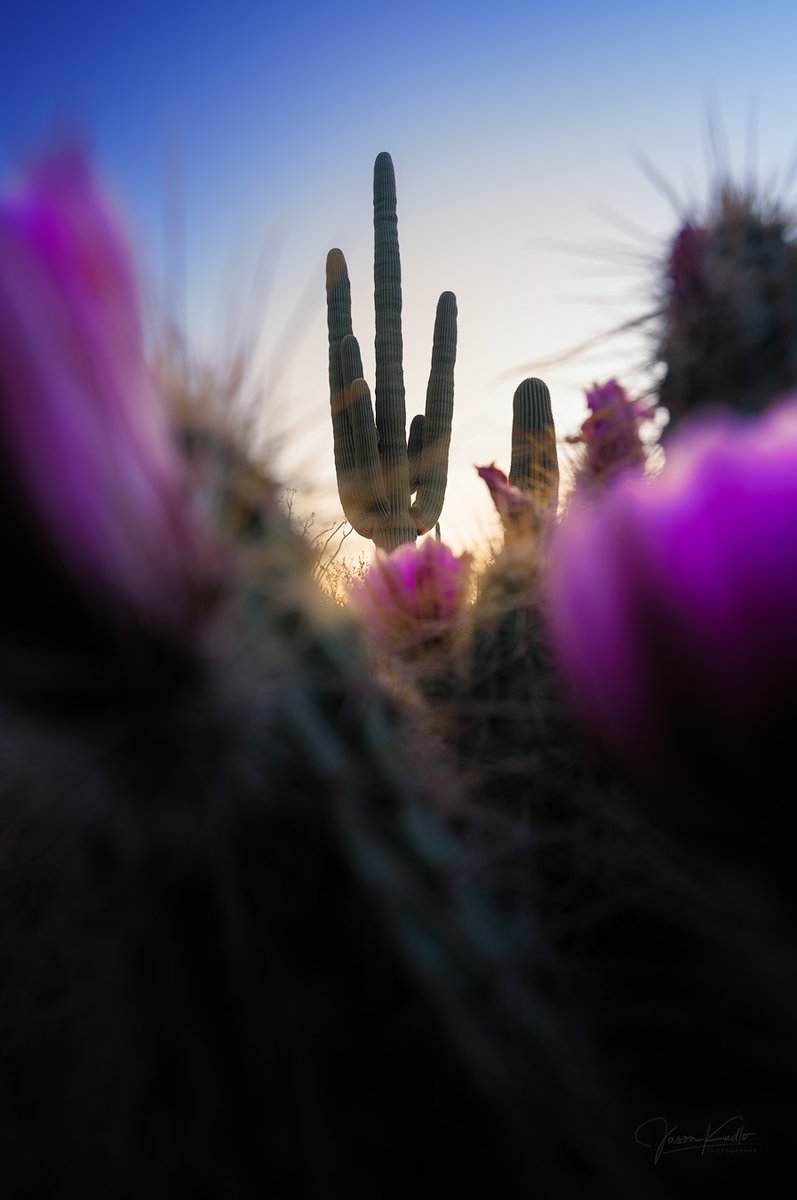 JasonKudloPhoto's tweet image. Ever tried a wide-open shutter?  When you allow as much light into the lens as possible, it narrows the depth of field. This gives you the ability to direct the viewer's eyes while still leaving tones and foreground elements for more visual interest.
#photographytutorial