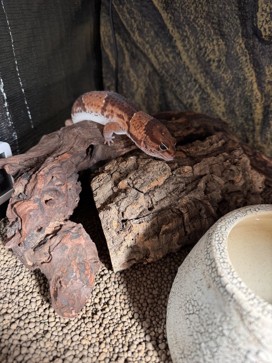 シェルターを洗うと、ここで待機してる事が多い🦎

#毎月24日はニシアフの日
#24日はニシアフの日 
#ニシアフリカトカゲモドキ