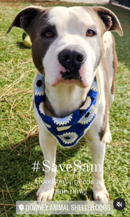 mapleveewesem's tweet photo. 🆘💔🆘 2 yo, 51 lb  SAM is euth listed at Downey #California ACC and can be 💉at any time. Very affectionate young boy, good with other calm dogs. Adopt him ASAP or ask here about fostering🙏
info⬇️ #A5674718 https://t.co/UjYhy5Bm1L