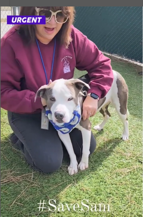 mapleveewesem's tweet photo. 🆘💔🆘 2 yo, 51 lb  SAM is euth listed at Downey #California ACC and can be 💉at any time. Very affectionate young boy, good with other calm dogs. Adopt him ASAP or ask here about fostering🙏
info⬇️ #A5674718 https://t.co/UjYhy5Bm1L